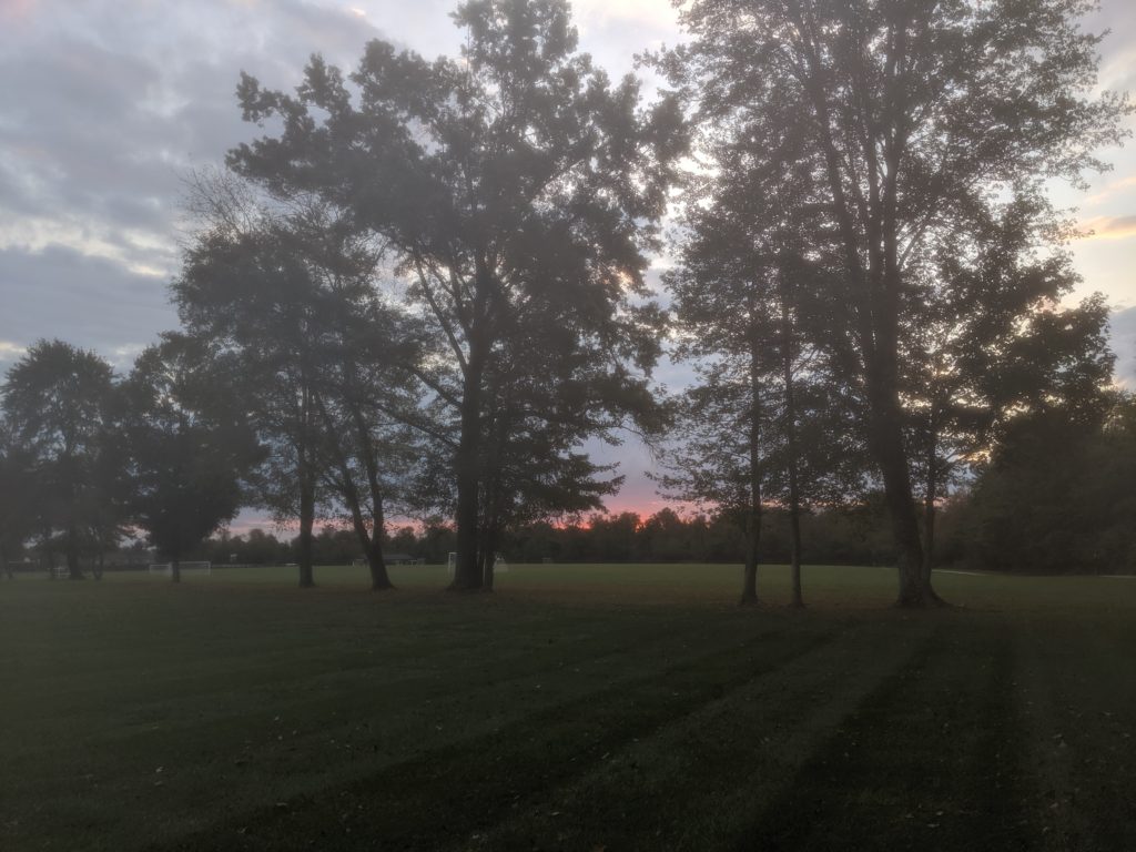 The post-sunrise sky through the trees